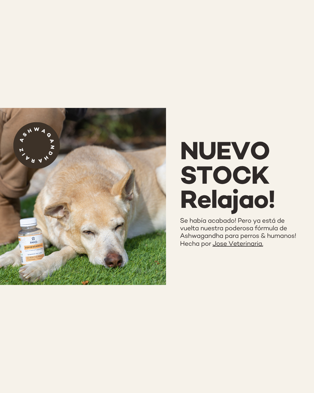Chisme de nuestra vida privada en la que la Ashwagandha nos salvó