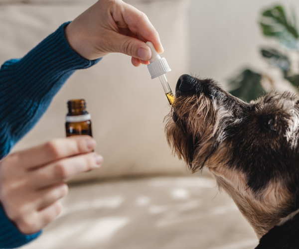 ¿Qué fórmula de Flores de Bach necesita tu perro según sus emociones?