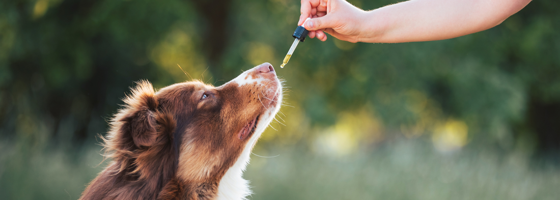 Reishi & Melena de León para perros, como funcionan?