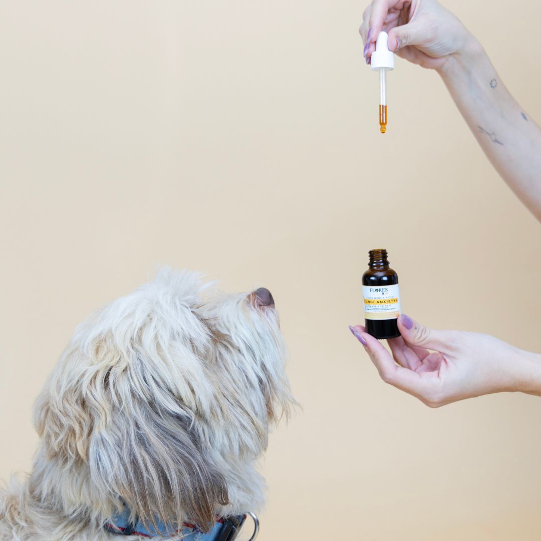 Hongos: Reishi, Cola de Pavo, Chagas, para ansiedad en PERROS?!