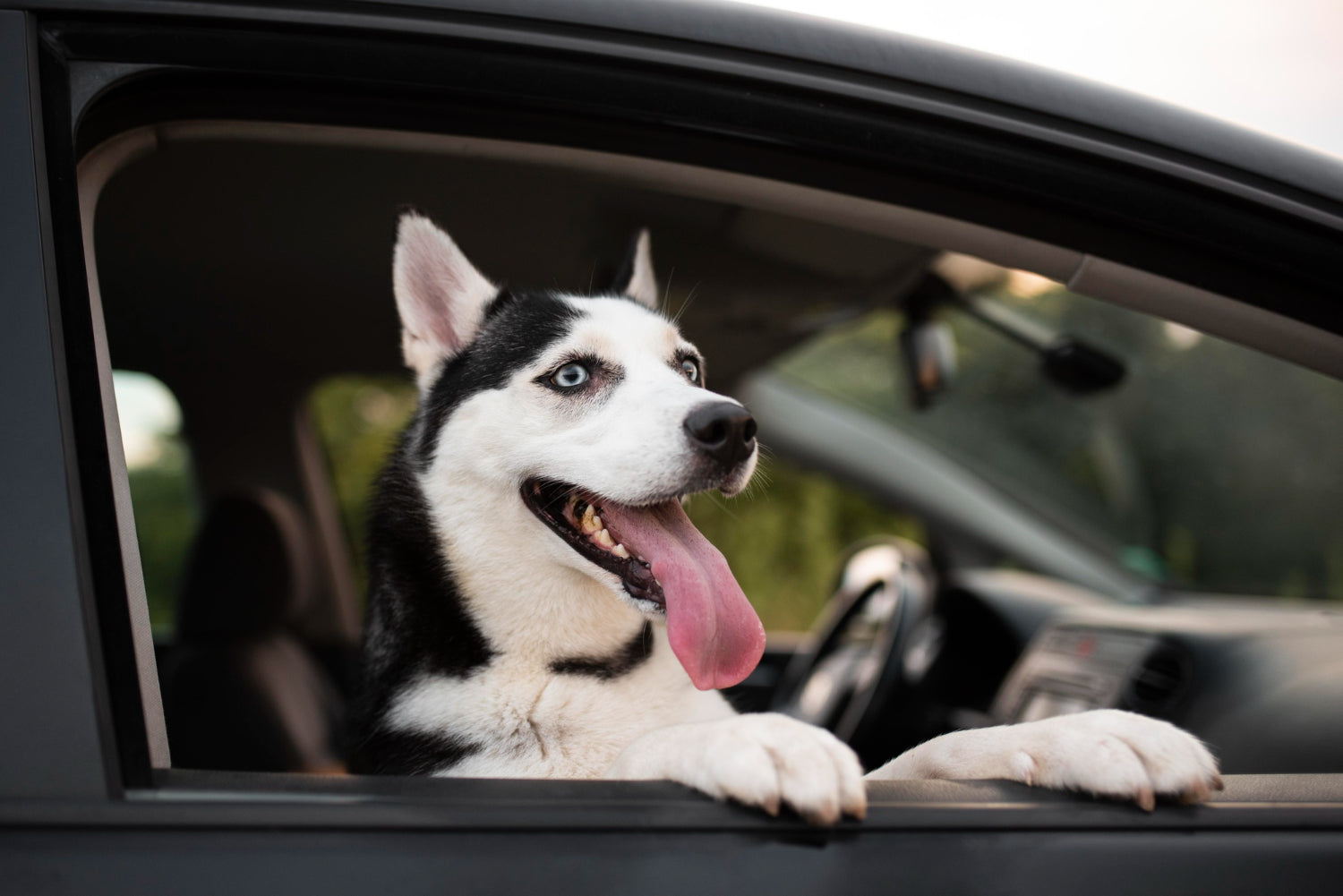 cómo evito que mi perro tenga ansiedad en el auto