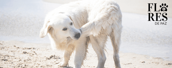 Comprender el impacto de la edad, el género y tipo de la raza en el comportamiento de tu perro - Bienestar Animal | By Flores de Paz