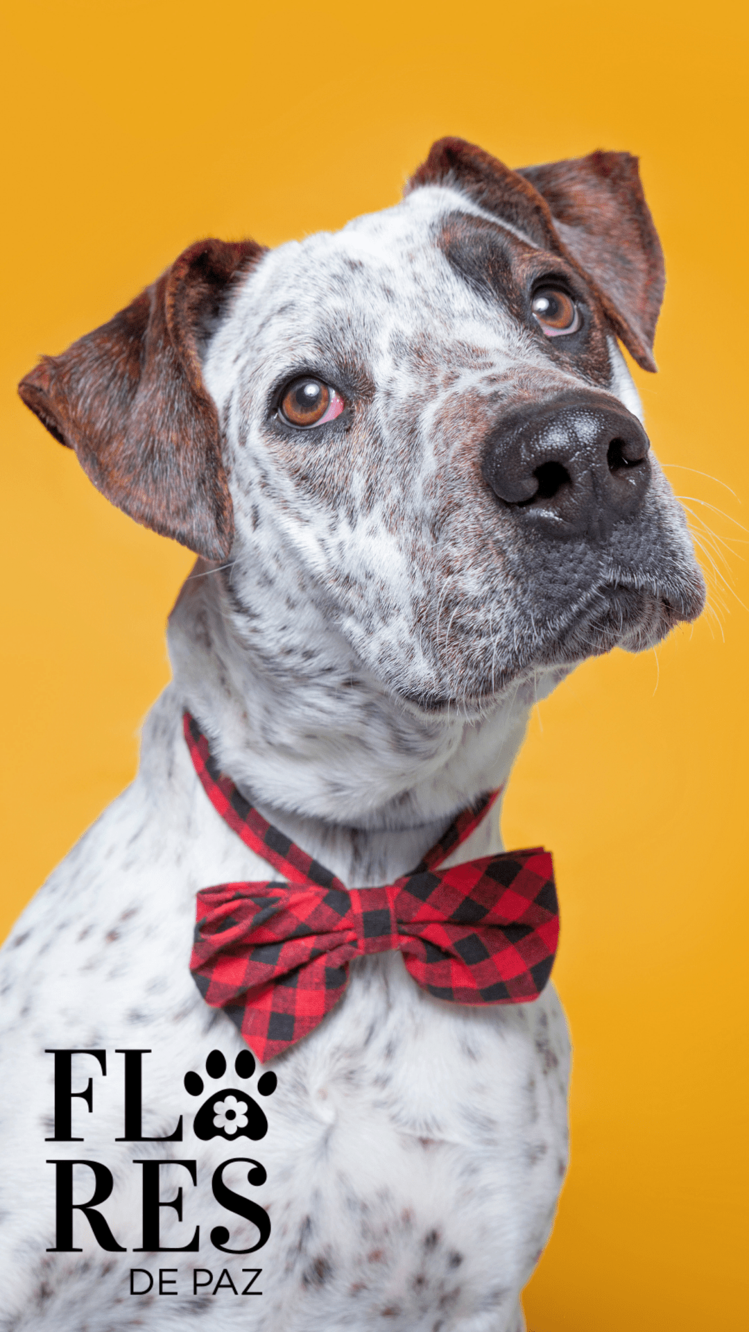 El lenguaje corporal de las razas: ¿Cómo las diferentes razas de perro influyen en cómo se comunican con nosotros? - Bienestar Animal | By Flores de Paz