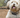 ¿Tu perro tiene problemas de comportamiento? Soluciones reales desde Bienestar Animal - Bienestar Animal | By Flores de Paz