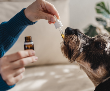 ¿Qué fórmula de Flores de Bach necesita tu perro según sus emociones?