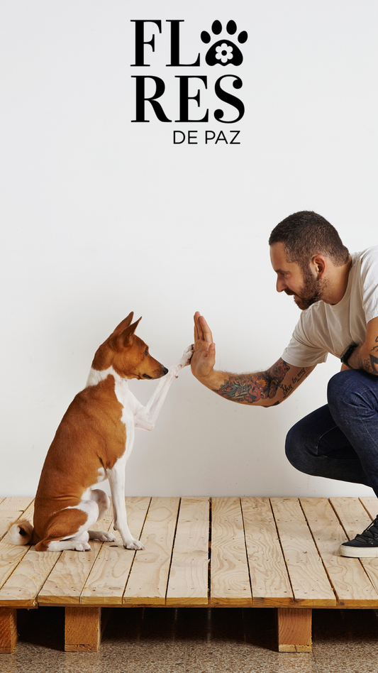 Qué buscar en un entrenador o adiestrador canino: una guía para encontrar el entrenador adecuado para ti y tu compañero canino.