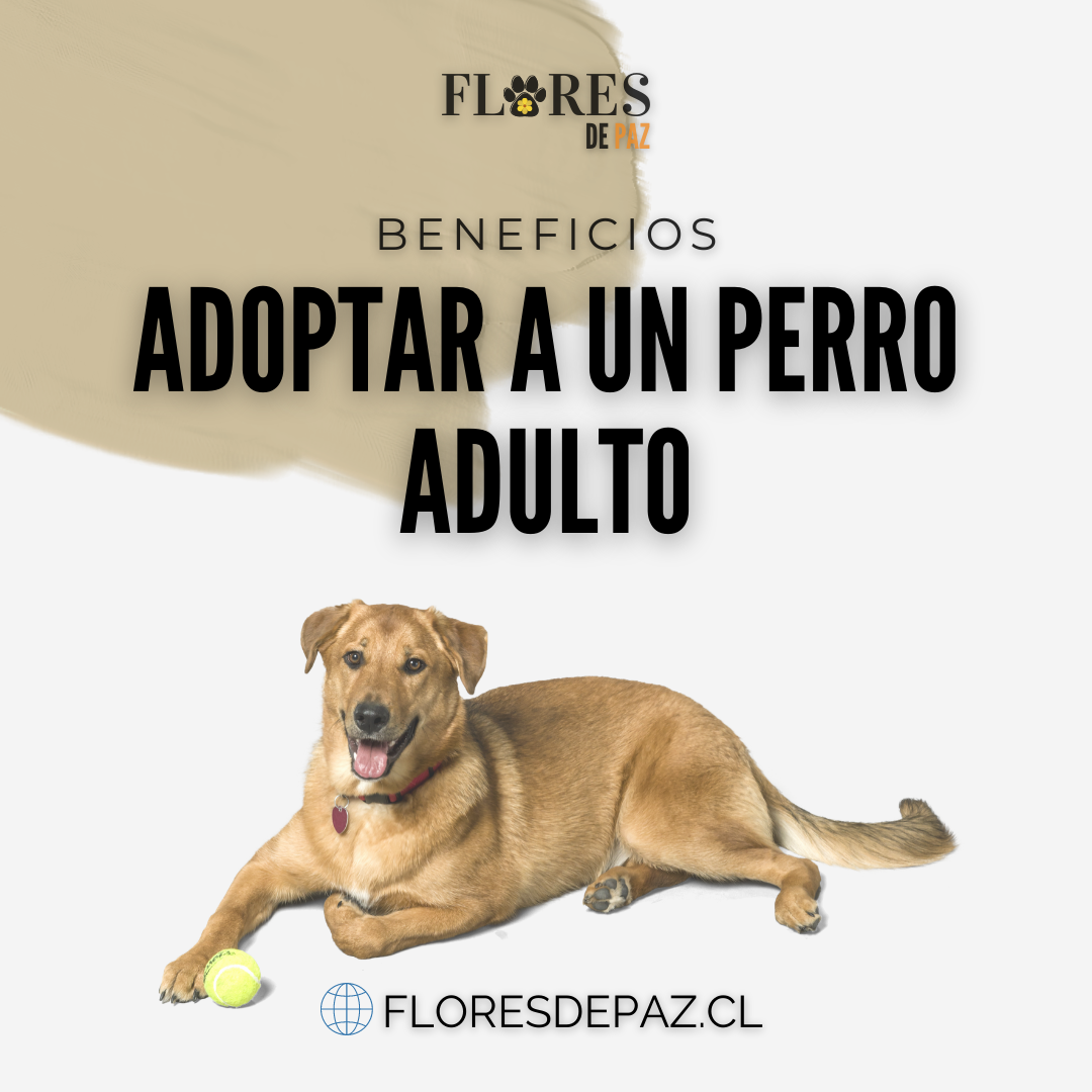 Beneficios De Adoptar A Un Perro Adulto – Bienestar Animal | By Flores ...