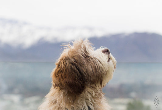 Me puede contagiar de COVID 19 mi mascota o perro?