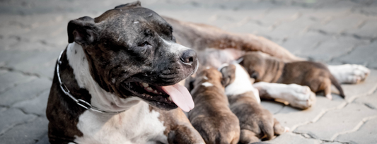 Reproducción sorprendente: ¡La poliandria y la superfecundación en perros y gatos!