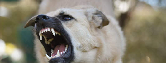 Estrés en Perros y su Impacto en las Conductas Indeseables: Cómo Ayudar a tu Perro a Enfrentarlo