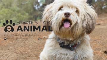 ¿Tu perro tiene problemas de comportamiento? Soluciones reales desde Bienestar Animal