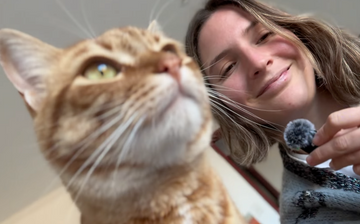 Castración en gatos - Que terapias naturales usamos?