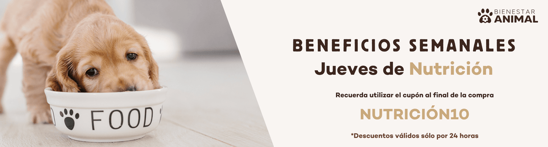 Adoptaste un perro: Ahora debes recuperarlo de la mala nutrición. - Bienestar Animal | By Flores de Paz