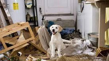 Ansiedad por separación en perros: guía general completa para Otoño 🍂🐾 - Bienestar Animal | By Flores de Paz