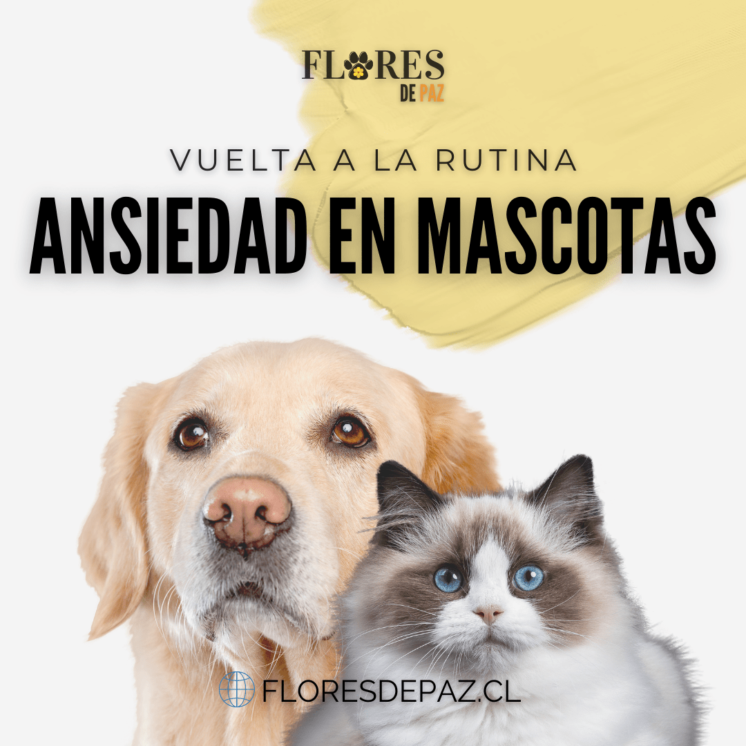 Ansiedad por separación - Mascotas en Cuarentena - Bienestar Animal | By Flores de Paz