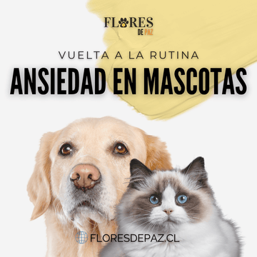 Ansiedad por separación - Mascotas en Cuarentena - Bienestar Animal | By Flores de Paz