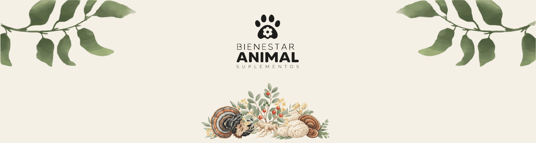Ashwagandha para perros: el adaptógeno que también te transforma a ti - Bienestar Animal | By Flores de Paz