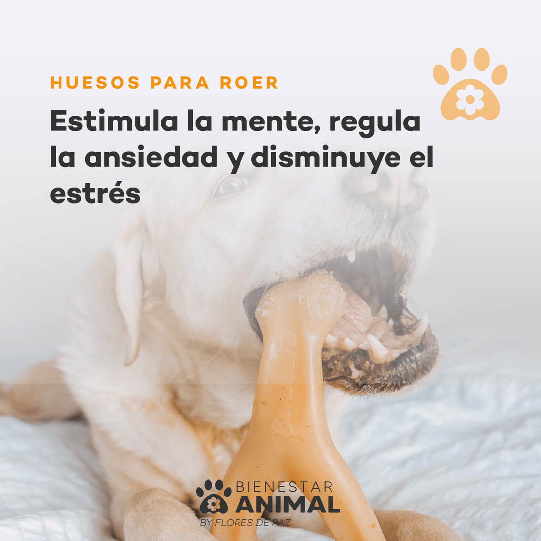 Beneficios Cognitivos de Lickingmats y Huesos para roer en Perros - Bienestar Animal | By Flores de Paz