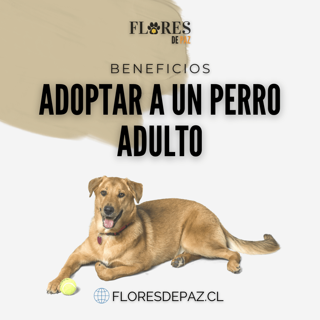 Beneficios de adoptar a un perro adulto - Bienestar Animal | By Flores de Paz