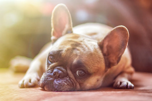 La conexión intestino-cerebro en perros: cómo se vinculan las emociones de tu perro con sus sistemas gastrointestinal y endocrino: Explicado.