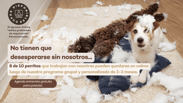 CBD para perros con descuento! Y entrevistas para que se puedan quedar solos! - Bienestar Animal | By Flores de Paz