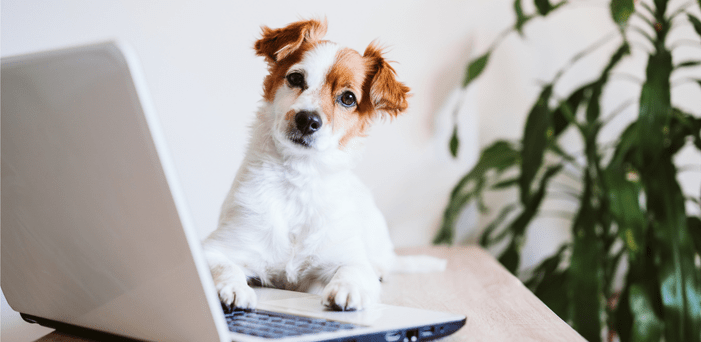 clase GRATUITA  en caso de que tu perro no se pueda quedar solito - Bienestar Animal | By Flores de Paz