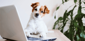 clase GRATUITA  en caso de que tu perro no se pueda quedar solito - Bienestar Animal | By Flores de Paz