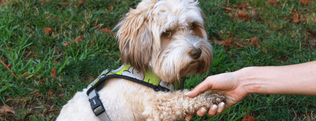 Comandos Básicos para Enseñar a tu Perro: Fortaleciendo el Vínculo Humano-Animal - Bienestar Animal | By Flores de Paz