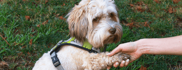 Comandos Básicos para Enseñar a tu Perro: Fortaleciendo el Vínculo Humano-Animal - Bienestar Animal | By Flores de Paz