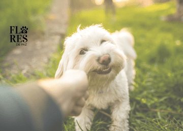 Cómo saber si tu perro te ama: comprensión de la conducta y las señales caninas o señales de calma. - Bienestar Animal | By Flores de Paz