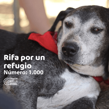 Compra nº de RIFA para refugio de Fundación Huella Animal - $1.000 - Bienestar Animal | By Flores de Paz