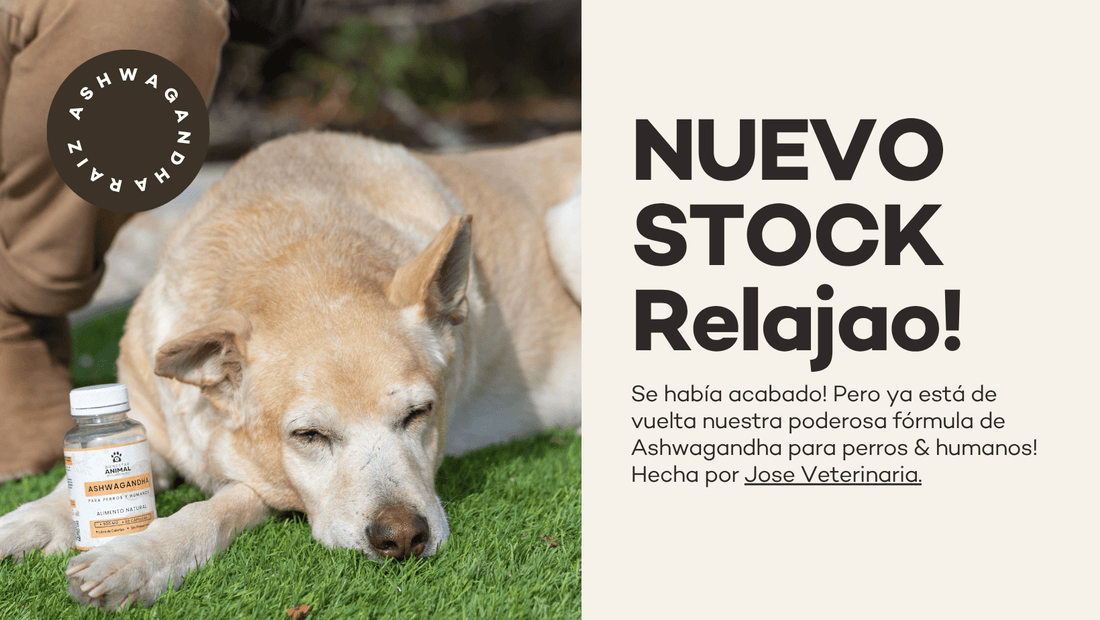Consumir Ashwandha mejora marcadores hepáticos en perros - Bienestar Animal | By Flores de Paz