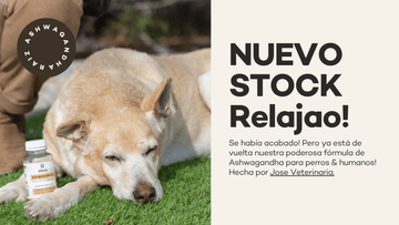 Consumir Ashwandha mejora marcadores hepáticos en perros - Bienestar Animal | By Flores de Paz