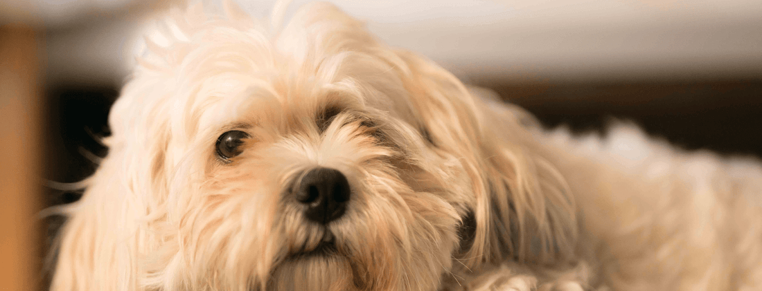 Descifrando las Señales de Calma en los Perros: Entendiendo su Lenguaje Corporal y Significados - Bienestar Animal | By Flores de Paz
