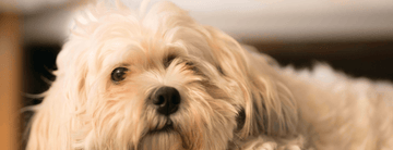 Descifrando las Señales de Calma en los Perros: Entendiendo su Lenguaje Corporal y Significados - Bienestar Animal | By Flores de Paz
