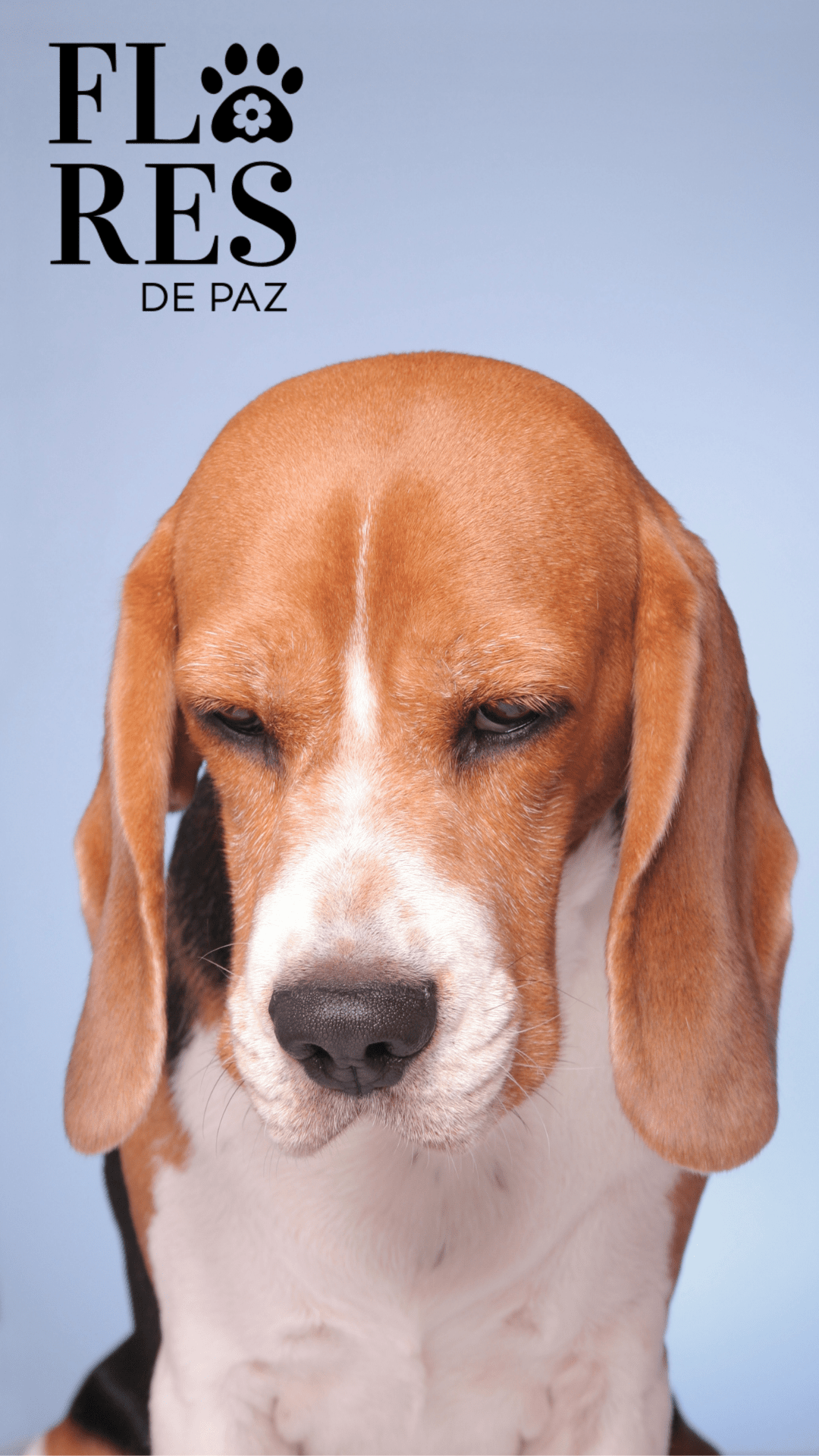 El castigo y los retos en perros: cómo empeoran su conducta y dañan el vínculo humano-canino - Bienestar Animal | By Flores de Paz