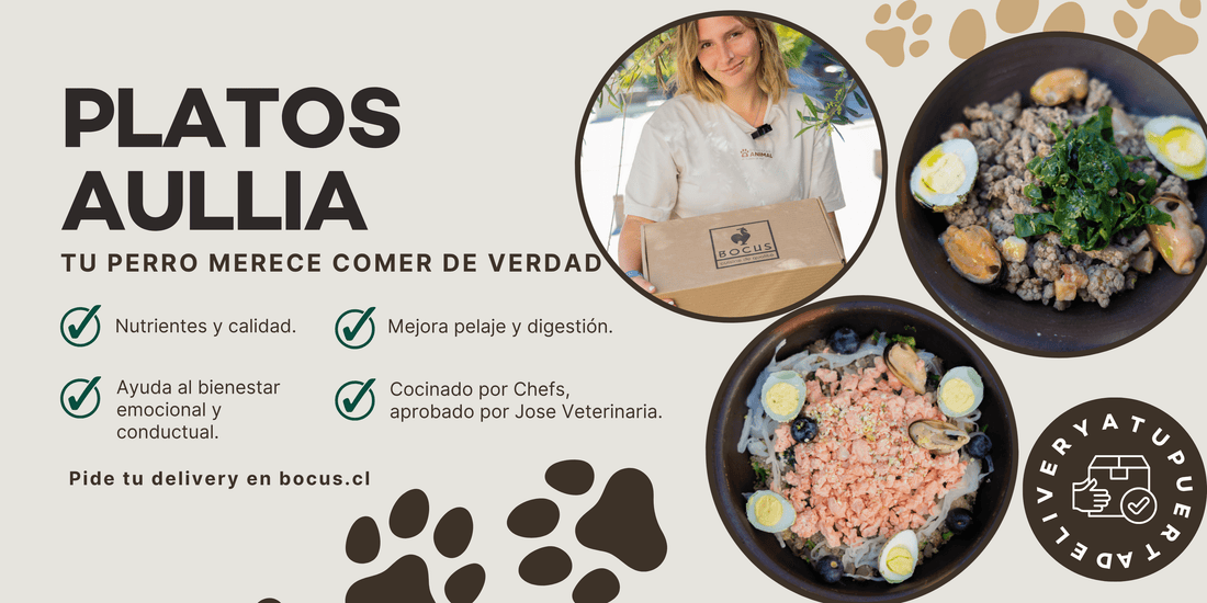El día que se te olvidó descongelar la comida para tu perro (a todos nos pasa 😅) - Bienestar Animal | By Flores de Paz
