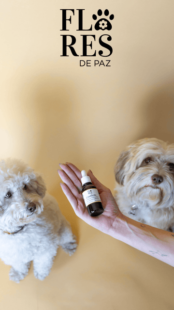 El miedo y ladridos en perros de razas pequeñas: ¿Influencia genética o factores ambientales? - Bienestar Animal | By Flores de Paz