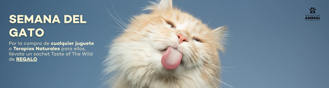 El ronroneo como medicina: metafísica felina + terapias naturales para su calma y bienestar - Bienestar Animal | By Flores de Paz