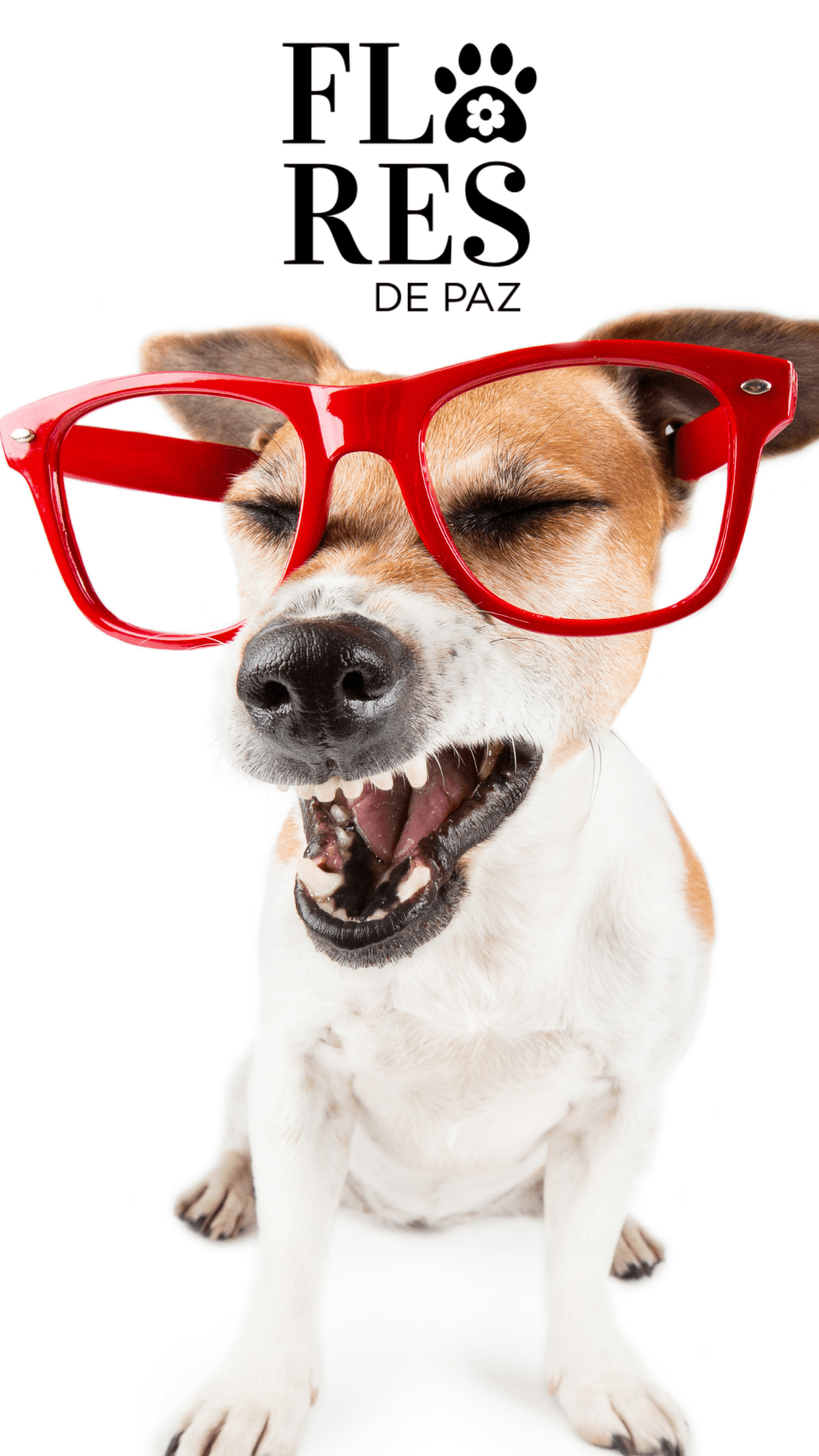 El Terrier Chileno: Descubre sus conductas y Características Únicas - Bienestar Animal | By Flores de Paz