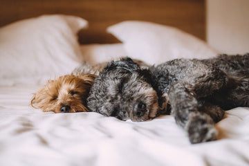 El vínculo hormonal: El sistema endocrino afecta las emociones y comportamientos de nuestros perros - Bienestar Animal | By Flores de Paz