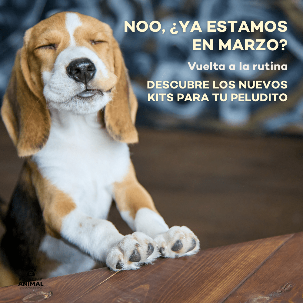 Empezó marzo (sí, ya llegó): la vuelta a la rutina afecta a tu perro más de lo que crees 🐾 - Bienestar Animal | By Flores de Paz