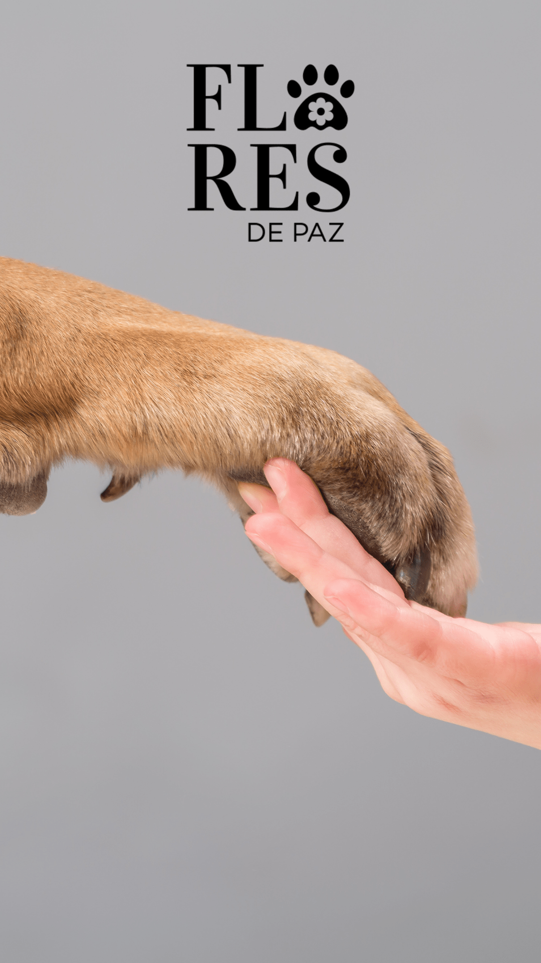 Enriquecimiento Ambiental en Perros: Cómo Mejorar su Bienestar Emocional y Comportamiento - Bienestar Animal | By Flores de Paz