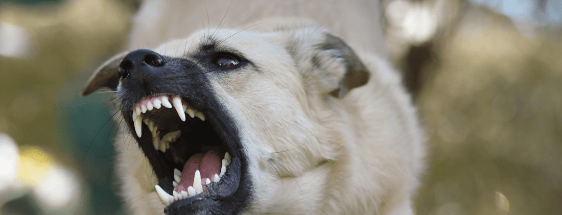 Estrés en Perros y su Impacto en las Conductas Indeseables: Cómo Ayudar a tu Perro a Enfrentarlo - Bienestar Animal | By Flores de Paz