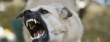 Estrés en Perros y su Impacto en las Conductas Indeseables: Cómo Ayudar a tu Perro a Enfrentarlo - Bienestar Animal | By Flores de Paz