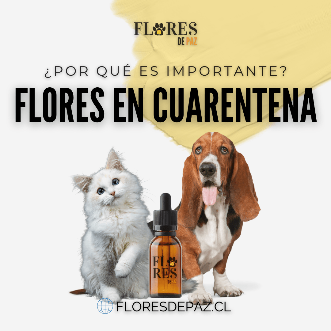 Flores de Bach en cuarentena - ¿Cómo puede ayudar a mi perro? - Bienestar Animal | By Flores de Paz