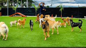 Hoteles caninos, ¿En qué fijarse? ¿Cuando dejar a nuestro perro y cuando no? - Bienestar Animal | By Flores de Paz