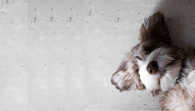 La importancia de la socialización temprana en cachorros: impacto en la conducta y adaptación en la edad adulta - Bienestar Animal | By Flores de Paz