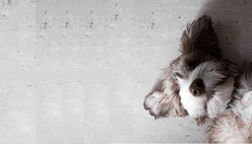 La importancia de la socialización temprana en cachorros: impacto en la conducta y adaptación en la edad adulta - Bienestar Animal | By Flores de Paz