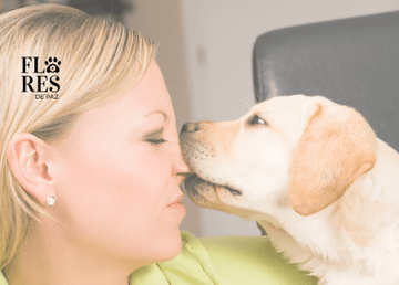 La importancia del apego en la relación humano-perro y del refuerzo positivo en el vínculo humano animal! - Bienestar Animal | By Flores de Paz